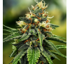 М'ятне Желе (Auto.Fem.) 1 шт. / Mint Jelly 2026 